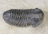 Bargain Acastoides Trilobite #18635-1